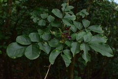 Wisteriopsis reticulata