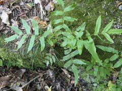 Blechnum minus