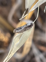 Crocidosema plebejana