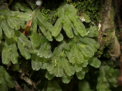 Symphyogyna hymenophyllum