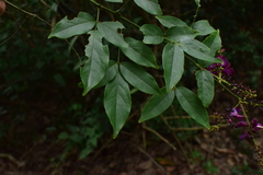 Wisteriopsis reticulata