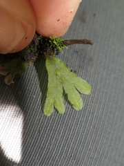 Symphyogyna hymenophyllum