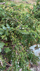 Juniperus brevifolia