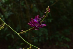 Wisteriopsis reticulata