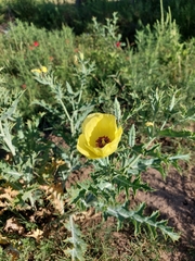 Argemone subfusiformis