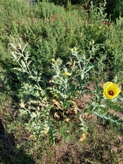 Argemone subfusiformis