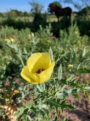 Argemone subfusiformis