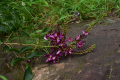Wisteriopsis reticulata