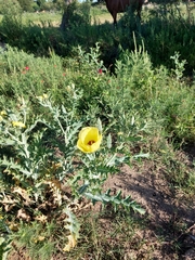 Argemone subfusiformis