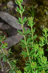 Tetratheca bauerifolia