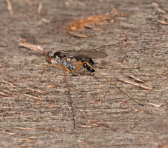Arachnomyia