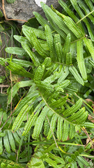 Polypodium macaronesicum azoricum