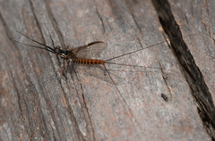 Leptophlebiidae