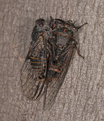 Atrapsalta furcilla