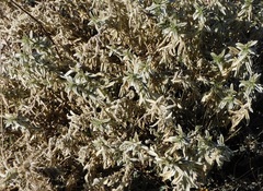 Mercurialis tomentosa