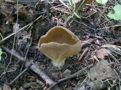 Helvella costifera