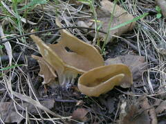 Helvella costifera