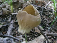 Helvella costifera