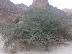 Vachellia tortilis