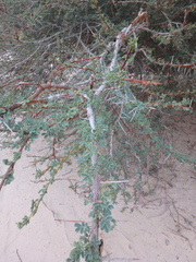 Vachellia tortilis