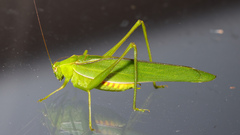 Caedicia pictipes
