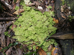 Trichocolea mollissima