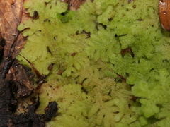 Trichocolea mollissima