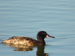 Heteronetta atricapilla