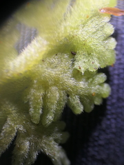 Trichocolea mollissima