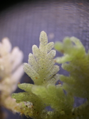 Trichocolea mollissima