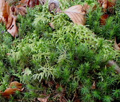 Eurhynchium
