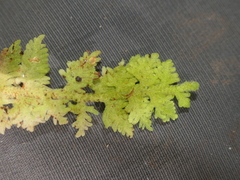 Trichocolea mollissima