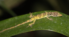 Anolis solitarius