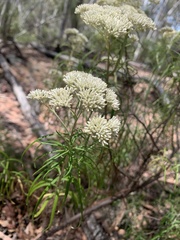Cassinia longifolia