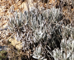 Lavandula lanata