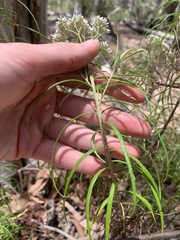 Cassinia longifolia