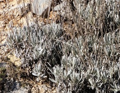Lavandula lanata