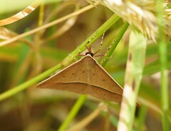 Epidesmia chilonaria