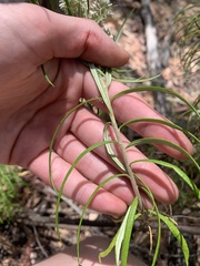 Cassinia longifolia