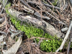 Pseudanomodon attenuatus