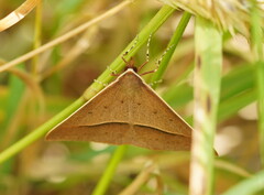 Epidesmia chilonaria