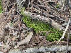 Pseudanomodon attenuatus