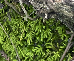 Pseudanomodon attenuatus