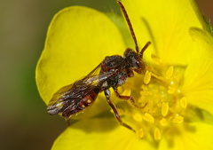 Nomada fabriciana