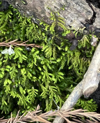 Pseudanomodon attenuatus