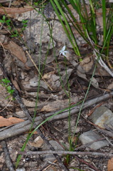 Caesia parviflora parviflora