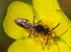 Nomada fabriciana