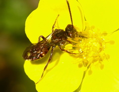 Nomada fabriciana