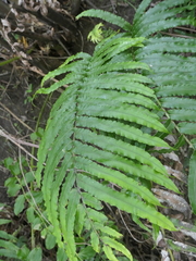 Blechnum triangularifolium