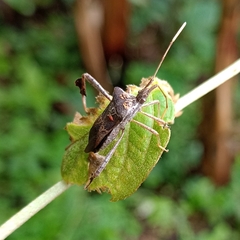 Leptoglossus zonatus